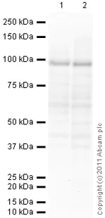 Western blot - Anti-CTCF antibody [mAbcam 37477] (AB37477)
