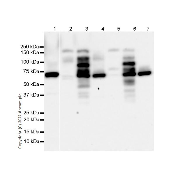 Western blot - Anti-CTCF antibody [RM1044] (AB300639), expandable thumbnail
