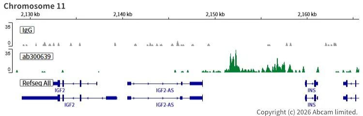 ChIC/CUT&RUN sequencing - Anti-CTCF antibody [RM1044] (BSA and Azide free) (AB300640)