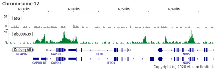 ChIC/CUT&RUN sequencing - Anti-CTCF antibody [RM1044] (BSA and Azide free) (AB300640)
