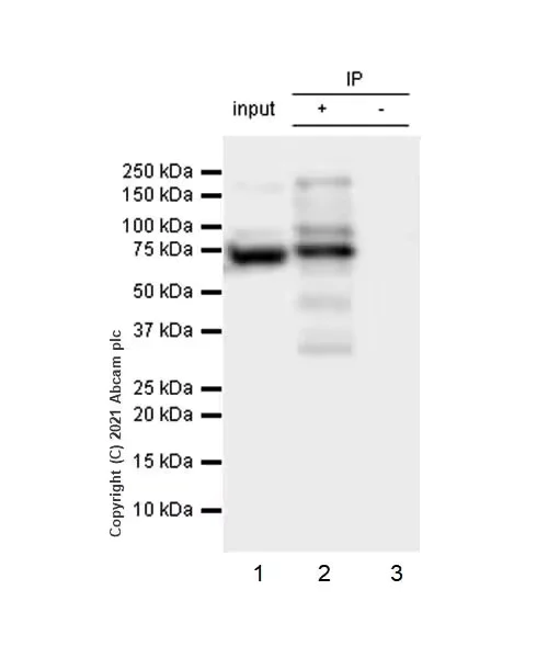 Immunoprecipitation - Anti-CTCF antibody [RM1044] (BSA and Azide free) (AB300640)