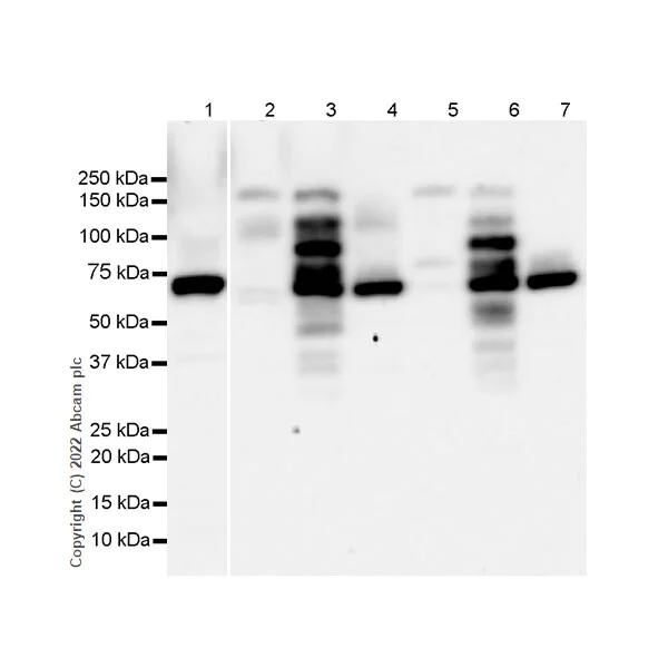 Western blot - Anti-CTCF antibody [RM1044] (BSA and Azide free) (AB300640)