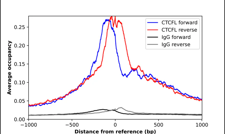 ChIP - Anti-CTCFL Antibody (AB327168)