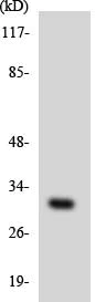 Western blot - Anti-CTDSP1 antibody (AB136038)