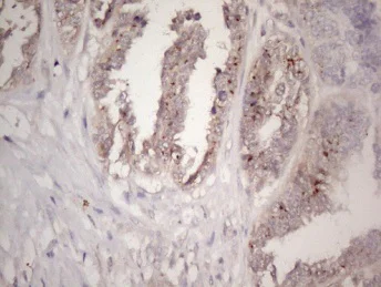 Immunohistochemistry (Formalin/PFA-fixed paraffin-embedded sections) - Anti-CTDSP2 antibody [OTI7F5] (AB236379)