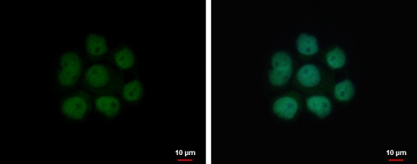 Immunocytochemistry/ Immunofluorescence - Anti-CTF/NFIA antibody (AB228897), expandable thumbnail