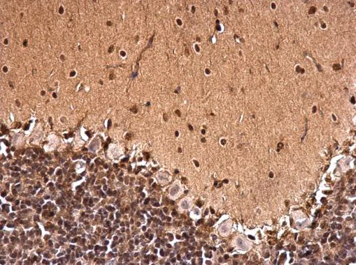 Immunohistochemistry (Formalin/PFA-fixed paraffin-embedded sections) - Anti-CTF/NFIA antibody (AB228897)