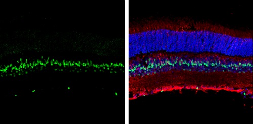 Immunohistochemistry (Frozen sections) - Anti-CTF/NFIA antibody (AB228897), expandable thumbnail