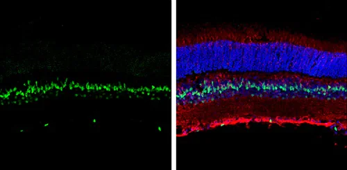 Immunohistochemistry (Frozen sections) - Anti-CTF/NFIA antibody (AB228897)