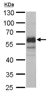 Western blot - Anti-CTF/NFIA antibody (AB228897)