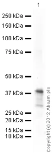 Western blot - Anti-CTGF antibody (AB125943)