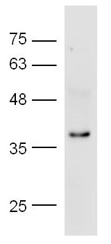 Western blot - Anti-CTGF antibody (AB227180)
