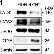 Western blot - Anti-CTGF antibody (AB6992)