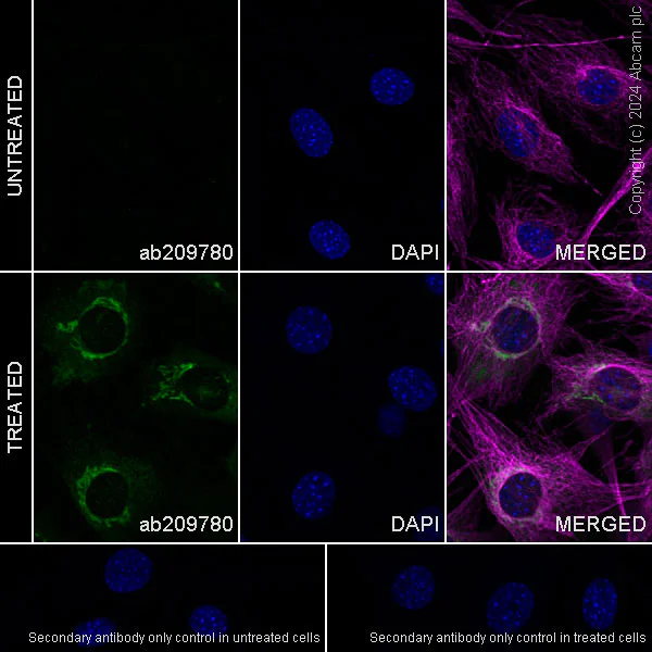Immunocytochemistry/ Immunofluorescence - Anti-CTGF antibody [EPR20728] (AB209780)