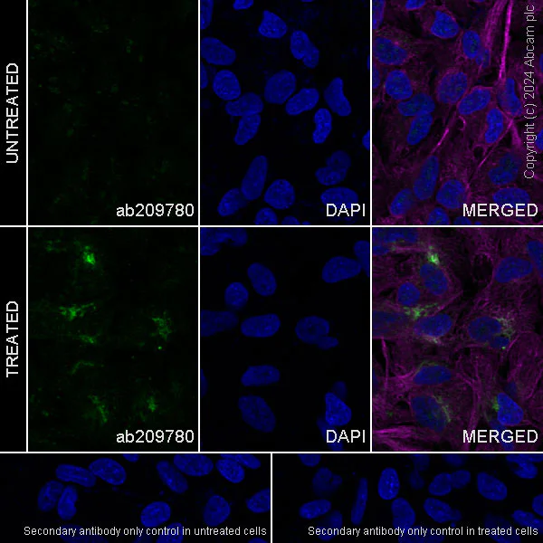 Immunocytochemistry/ Immunofluorescence - Anti-CTGF antibody [EPR20728] (AB209780)