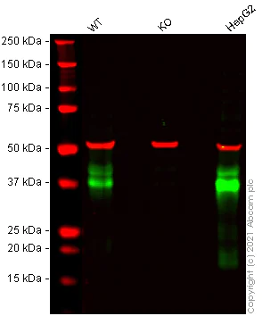 Western blot - Anti-CTGF antibody [EPR20728] (AB209780)