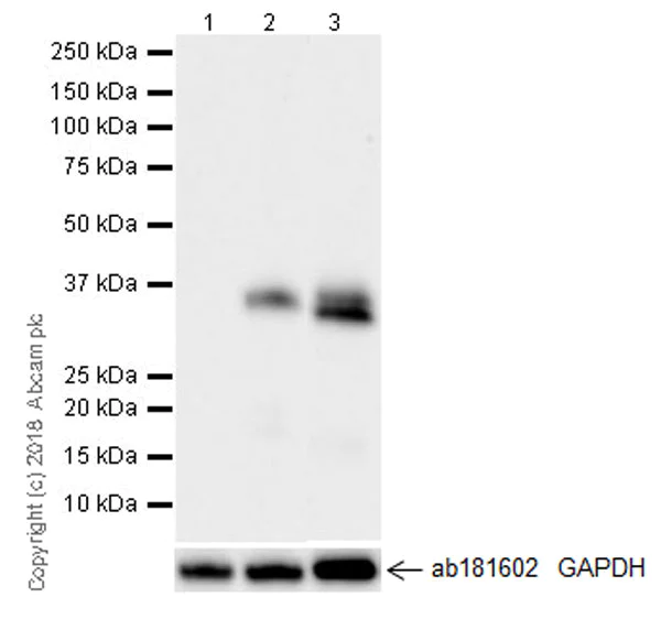Western blot - Anti-CTGF antibody [EPR20728] (AB209780)