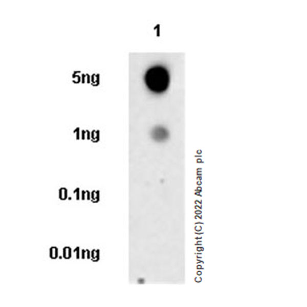 Dot Blot - Anti-CTGF antibody [EPR26521-6]- BSA and Azide free (AB305034), expandable thumbnail