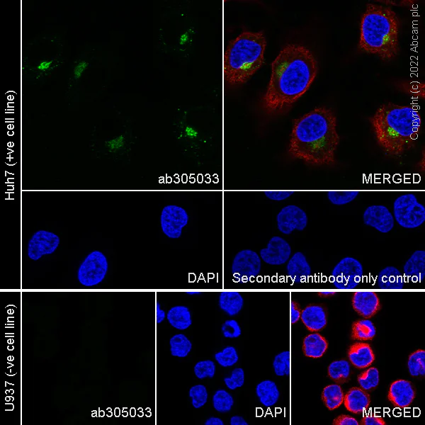 Immunocytochemistry/ Immunofluorescence - Anti-CTGF antibody [EPR26521-6]- BSA and Azide free (AB305034)
