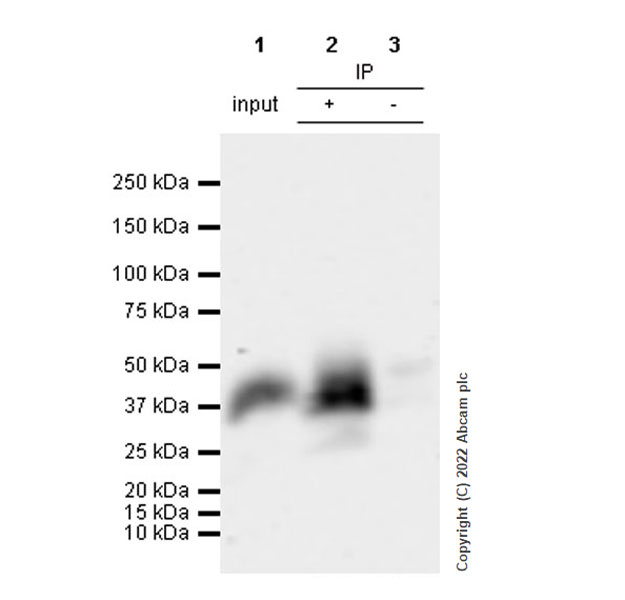 Immunoprecipitation - Anti-CTGF antibody [EPR26521-6]- BSA and Azide free (AB305034), expandable thumbnail