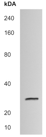 Western blot - Anti-CTHRC1 antibody (AB215044)