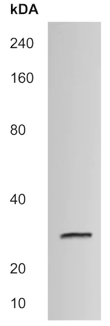Western blot - Anti-CTHRC1 antibody (AB215044)