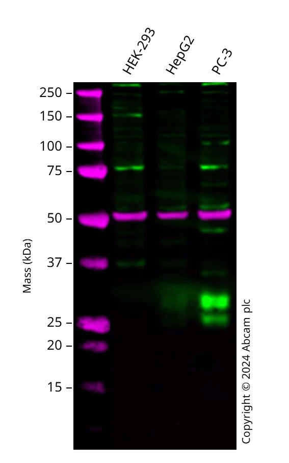 Western blot - Anti-CTHRC1 antibody [EPR22851-145] (AB256458)