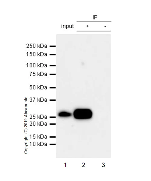 Immunoprecipitation - Anti-CTHRC1 antibody [EPR22851-145] - BSA and Azide free (AB259269)