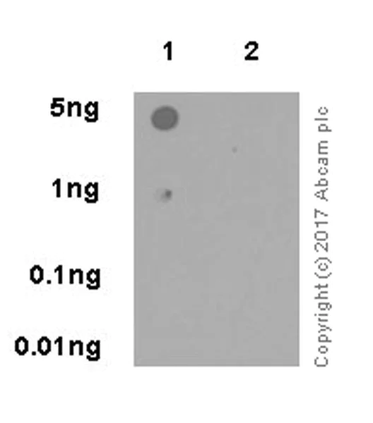 Dot Blot - Anti-CtIP (phospho S738) antibody [EP18893] (AB195291)