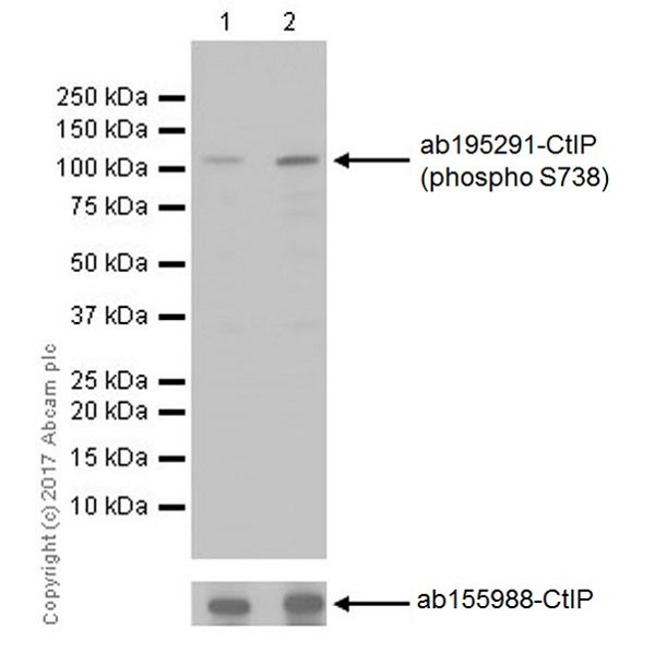 Western blot - Anti-CtIP (phospho S738) antibody [EP18893] (AB195291), expandable thumbnail
