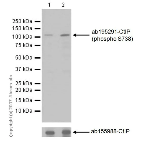 Western blot - Anti-CtIP (phospho S738) antibody [EP18893] (AB195291)