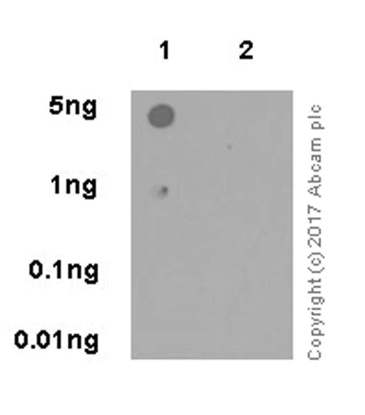 Dot Blot - Anti-CtIP (phospho S738) antibody [EP18893] - BSA and Azide free (AB284851)