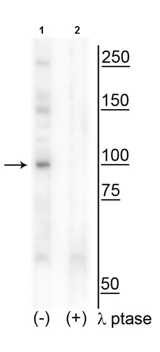 Western blot - Anti-CtIP (phospho T847) antibody (AB254068), expandable thumbnail