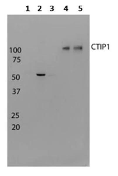 Western blot - Anti-Ctip1/BCL-11A antibody [14B5] (AB19487)