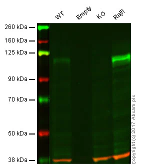 Western blot - Anti-Ctip1/BCL-11A antibody [14B5] (AB19487)