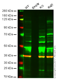 Western blot - Anti-Ctip1/BCL-11A antibody [18B12DE6] (AB19489), expandable thumbnail