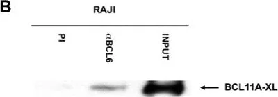 Western blot - Anti-Ctip1/BCL-11A antibody [18B12DE6] (AB19489)