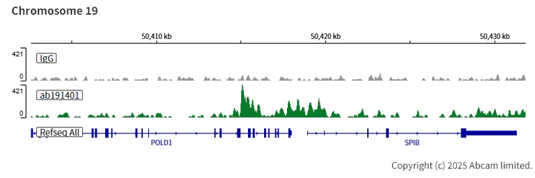 ChIC/CUT&RUN sequencing - Anti-Ctip1/BCL-11A antibody [EPR14943-44] (AB191401)