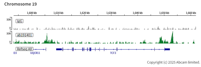 ChIC/CUT&RUN sequencing - Anti-Ctip1/BCL-11A antibody [EPR14943-44] (AB191401)