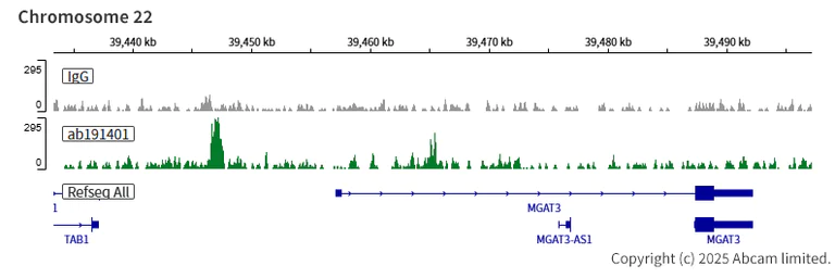 ChIC/CUT&RUN sequencing - Anti-Ctip1/BCL-11A antibody [EPR14943-44] (AB191401)