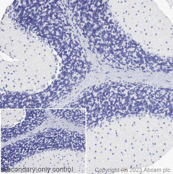 Immunohistochemistry (Formalin/PFA-fixed paraffin-embedded sections) - Anti-Ctip2 antibody [EPR23120-25] (AB240636)
