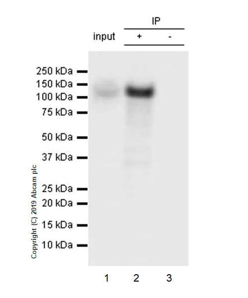 Immunoprecipitation - Anti-Ctip2 antibody [EPR23120-25] (AB240636)