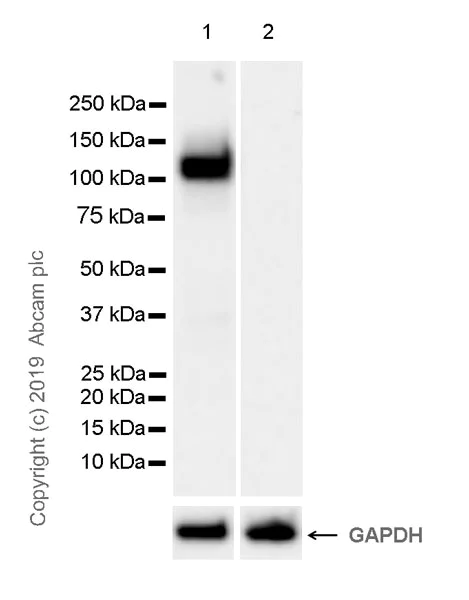 Western blot - Anti-Ctip2 antibody [EPR23120-25] (AB240636)