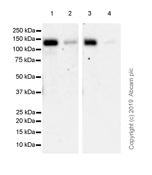 Western blot - Anti-Ctip2 antibody [EPR23120-25] (AB240636)