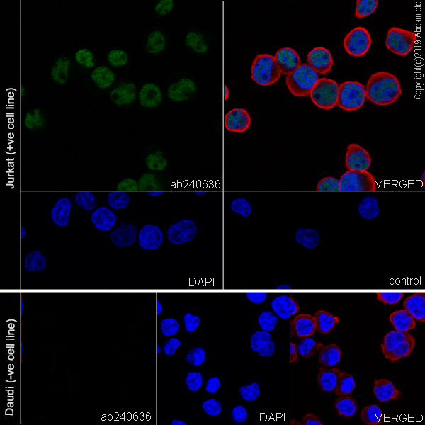 Immunocytochemistry/ Immunofluorescence - Anti-Ctip2 antibody [EPR23120-25] - BSA and Azide free (AB269367), expandable thumbnail