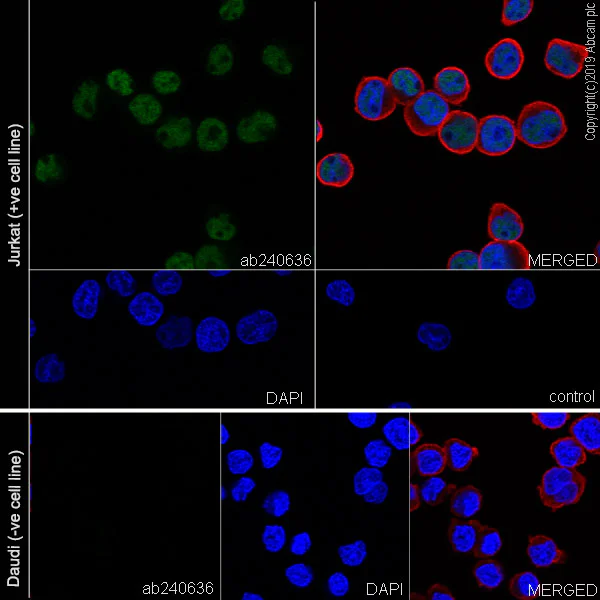 Immunocytochemistry/ Immunofluorescence - Anti-Ctip2 antibody [EPR23120-25] - BSA and Azide free (AB269367)