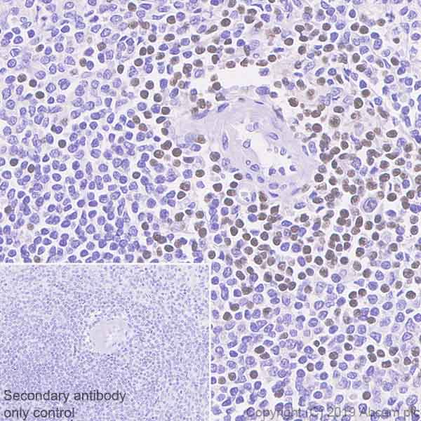 Immunohistochemistry (Formalin/PFA-fixed paraffin-embedded sections) - Anti-Ctip2 antibody [EPR23120-25] - BSA and Azide free (ab269367), expandable thumbnail