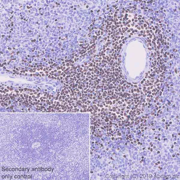 Immunohistochemistry (Formalin/PFA-fixed paraffin-embedded sections) - Anti-Ctip2 antibody [EPR23120-25] - BSA and Azide free (AB269367)