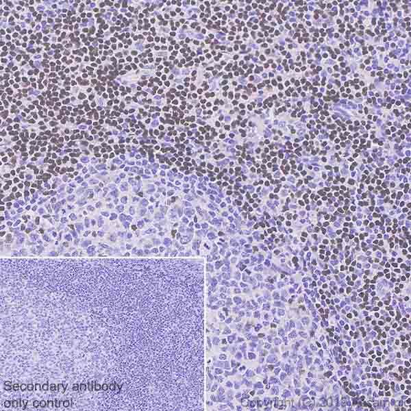 Immunohistochemistry (Formalin/PFA-fixed paraffin-embedded sections) - Anti-Ctip2 antibody [EPR23120-25] - BSA and Azide free (ab269367), expandable thumbnail
