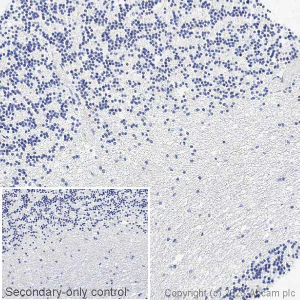 Immunohistochemistry (Formalin/PFA-fixed paraffin-embedded sections) - Anti-Ctip2 antibody [EPR23120-25] - BSA and Azide free (AB269367)